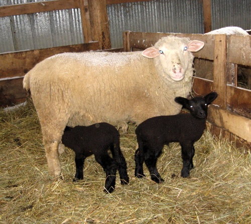Scarlet with her twin ewe lambs, one week old.