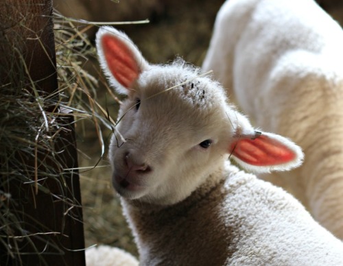 lamb looking over shoulder