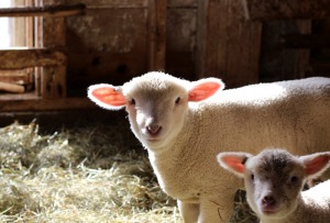 March lambs