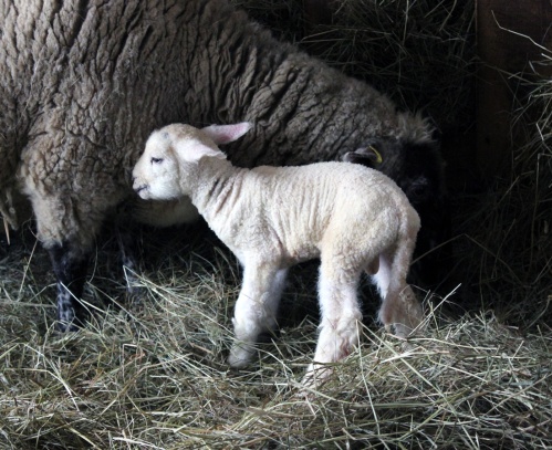 first ram lamb 2015
